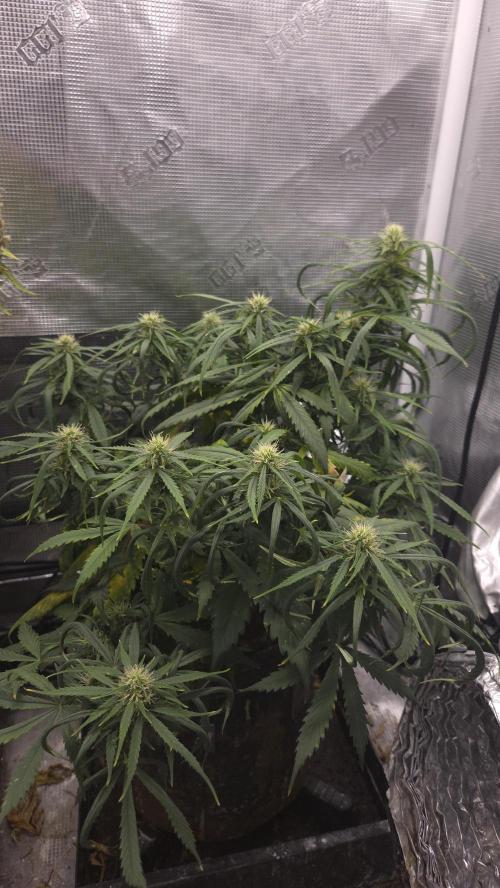 AUTO BLACK OPIUM. Week 7