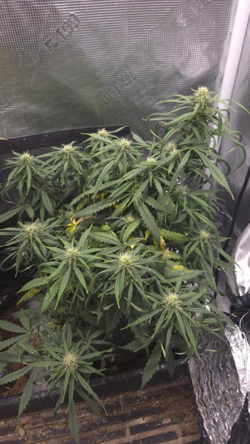 AUTO BLACK OPIUM. Week 7