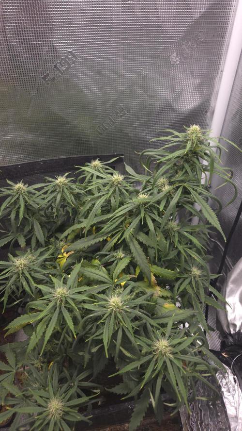 Auto Black Opium. Week 7