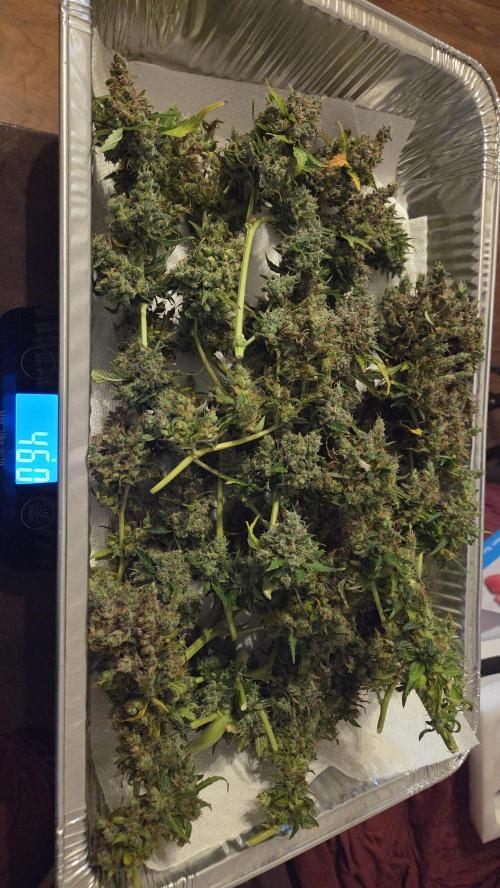 BLUE CHEESE 🧀 AUTO. Week 14