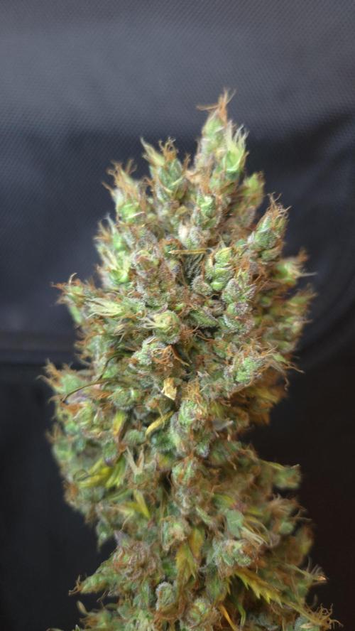 BLUE CHEESE 🧀 AUTO. Week 14