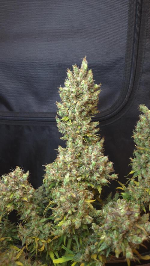 BLUE CHEESE 🧀 AUTO. Week 14