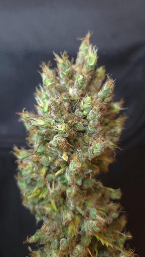 BLUE CHEESE 🧀 AUTO. Week 14