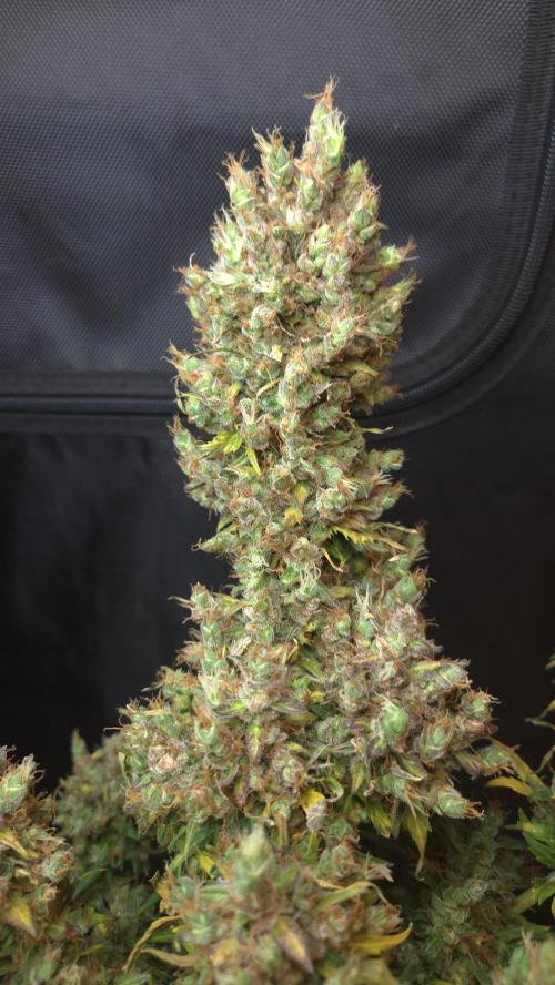 BLUE CHEESE 🧀 AUTO. Week 14