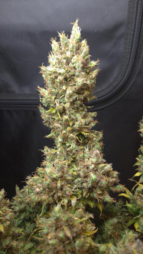 BLUE CHEESE 🧀 AUTO. Week 14