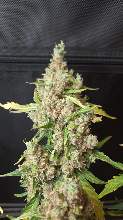 BLUE CHEESE 🧀 AUTO. Week 14