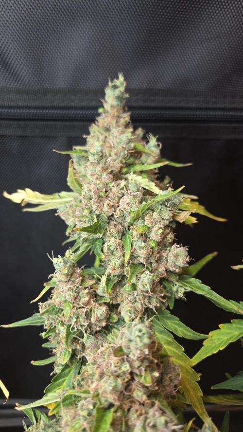 BLUE CHEESE 🧀 AUTO. Week 14