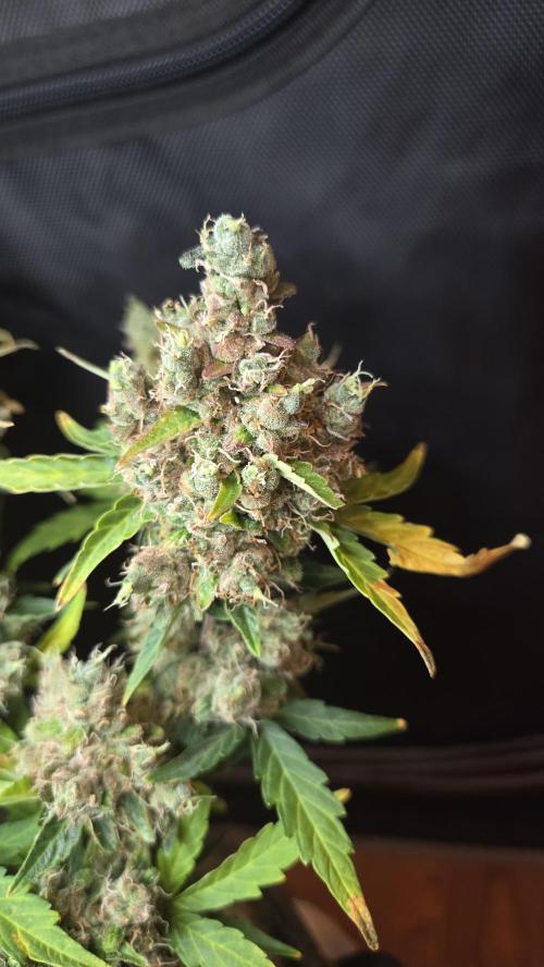 BLUE CHEESE 🧀 AUTO. Week 14