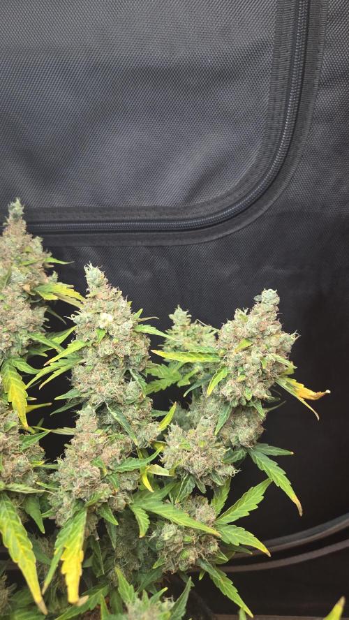 BLUE CHEESE 🧀 AUTO. Week 14