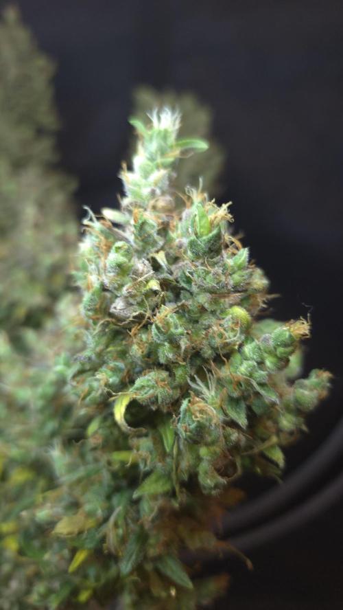 BLUE CHEESE 🧀 AUTO. Week 14