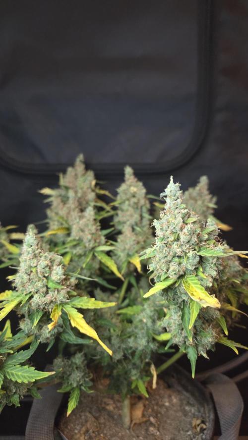 BLUE CHEESE 🧀 AUTO. Week 14