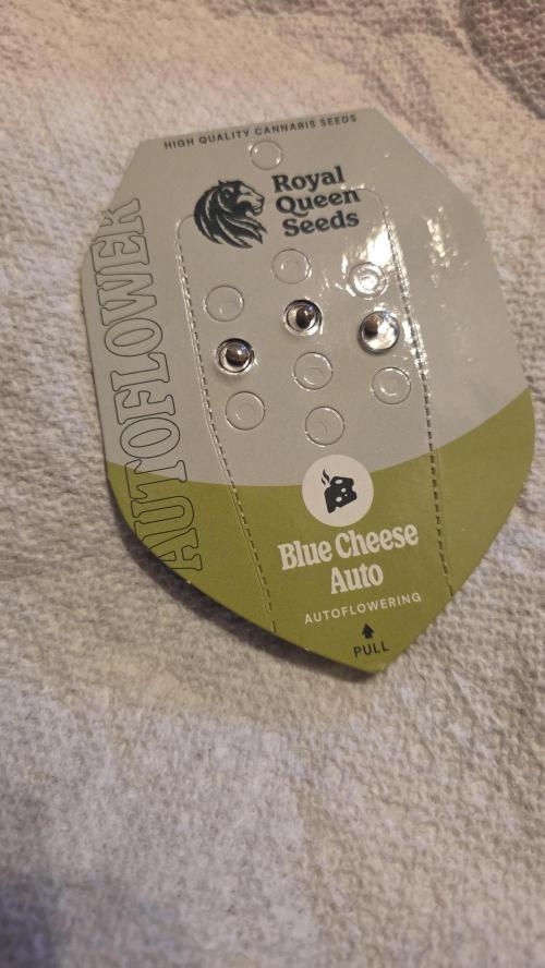Blue Cheese Automatic. Week 14