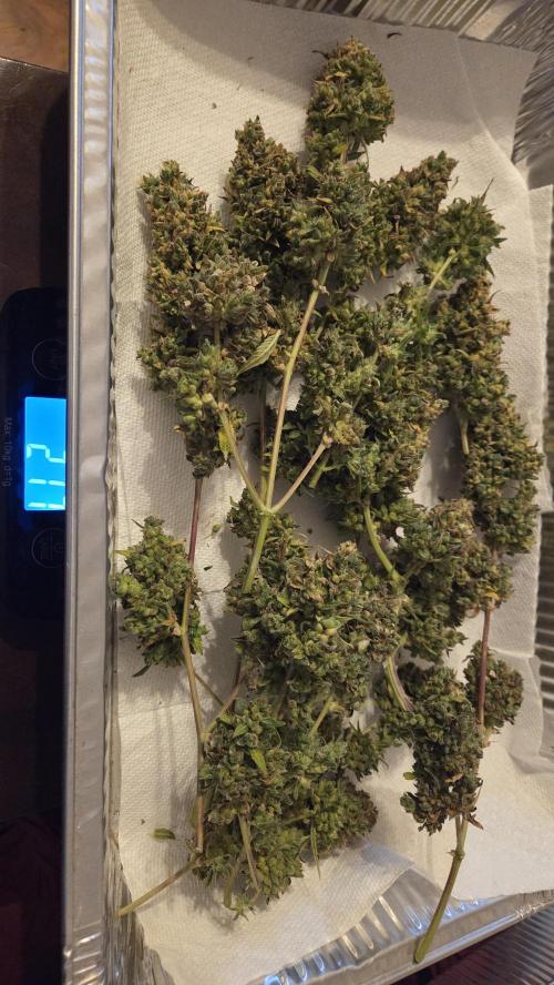 TRIPLE G AUTO. Week 14