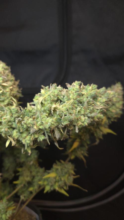TRIPLE G AUTO. Week 14