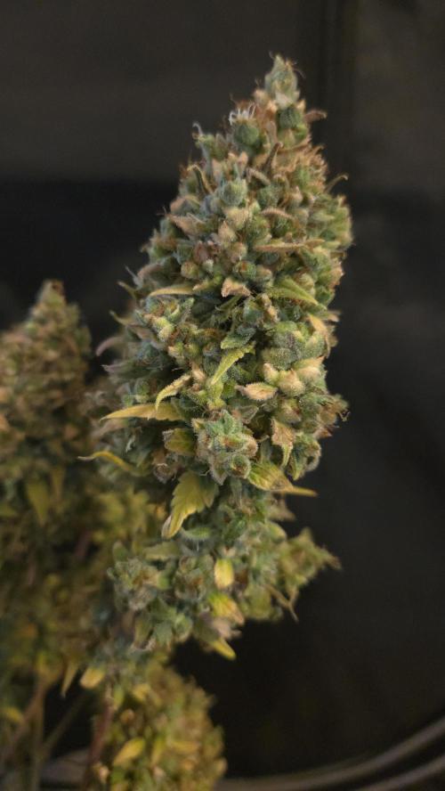 TRIPLE G AUTO. Week 14
