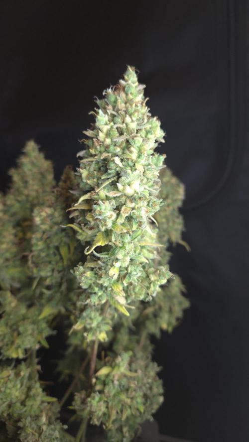 TRIPLE G AUTO. Week 14