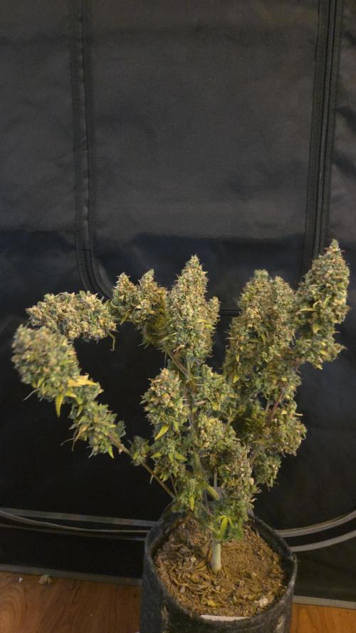 TRIPLE G AUTO. Week 14