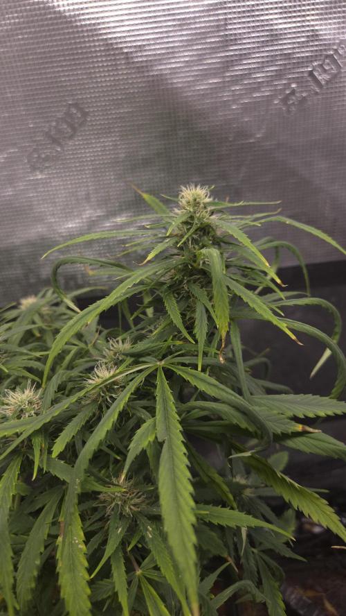 AUTO BLACK OPIUM. Week 8