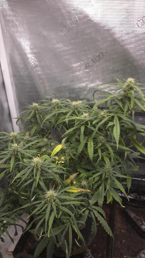 AUTO BLACK OPIUM. Week 8
