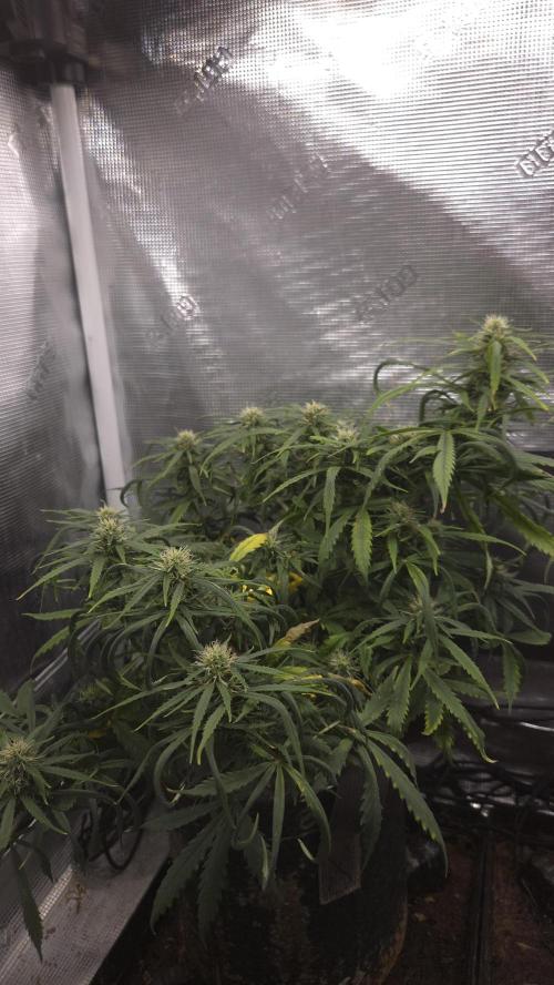 AUTO BLACK OPIUM. Week 8