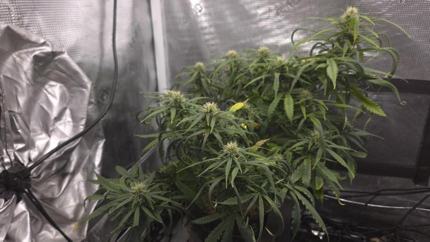 AUTO BLACK OPIUM. Week 8