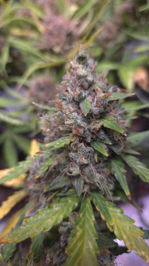 DOSIDOS AUTO. Week 10