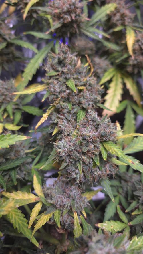 DOSIDOS AUTO. Week 10