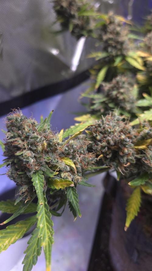 DOSIDOS AUTO. Week 10
