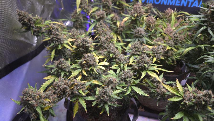 DOSIDOS AUTO. Week 10