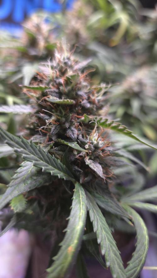 MIMOSA  AUTO. Week 13