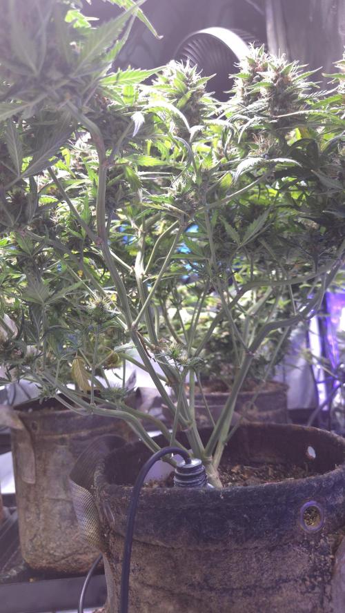 MIMOSA  AUTO. Week 13