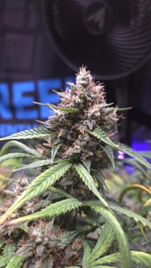 MIMOSA  AUTO. Week 13