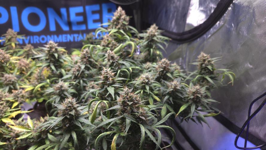 MIMOSA  AUTO. Week 13