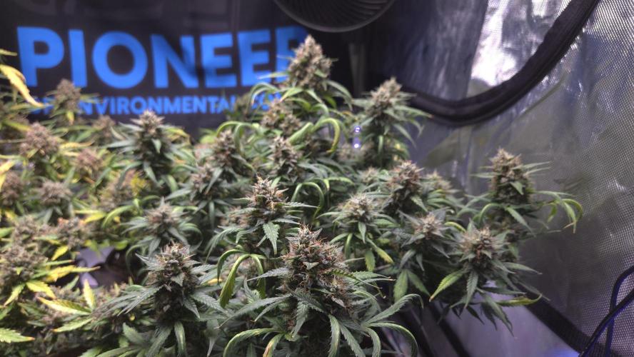 MIMOSA  AUTO. Week 13