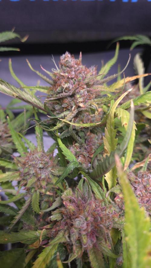 MOON ROCK  AUTO. Week 10