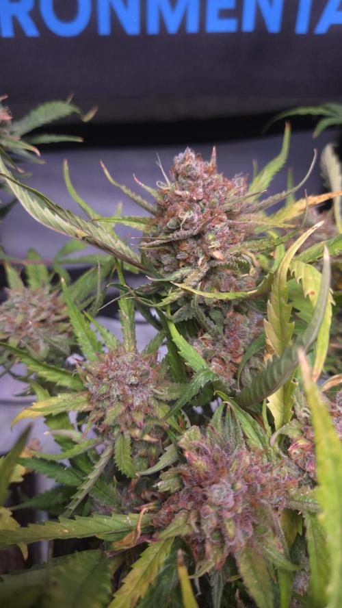 MOON ROCK  AUTO. Week 10