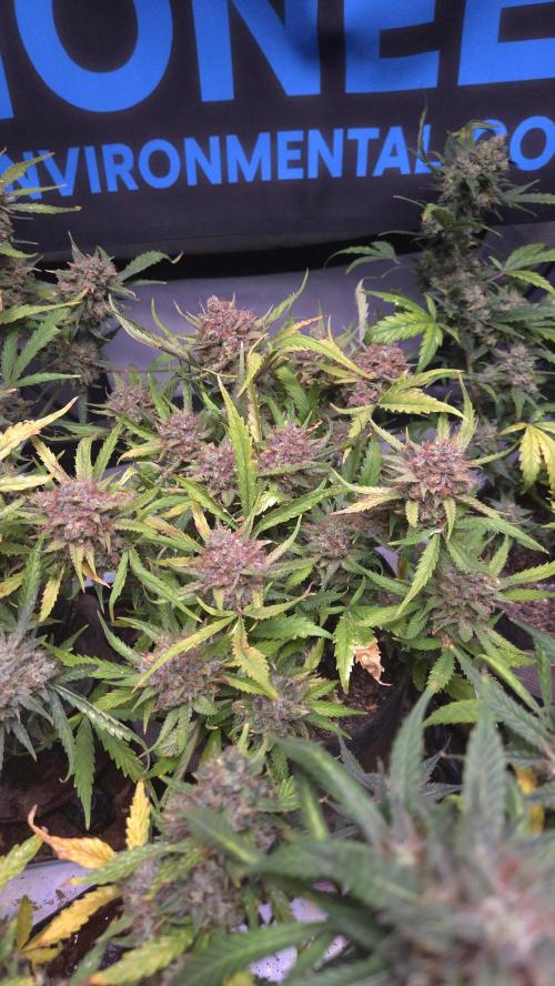 MOON ROCK  AUTO. Week 10