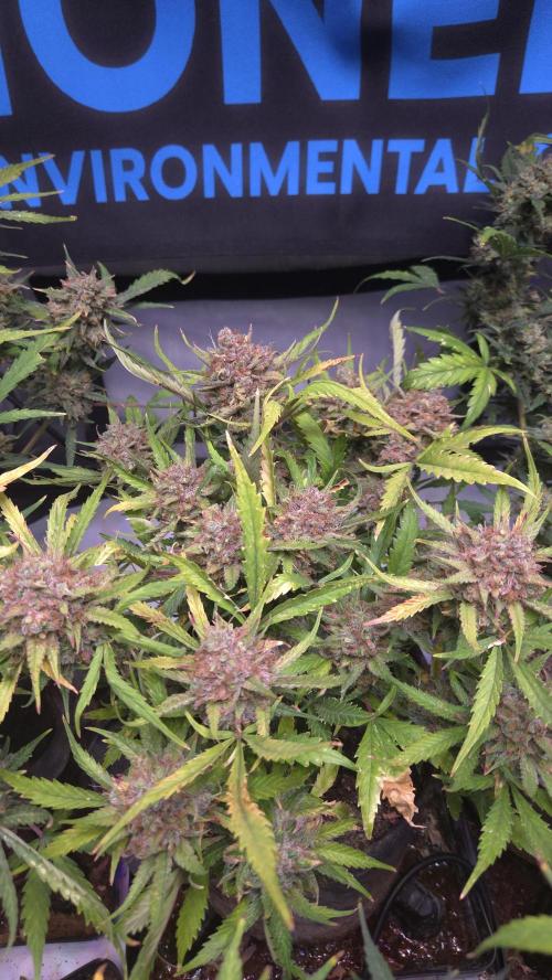 MOON ROCK  AUTO. Week 10
