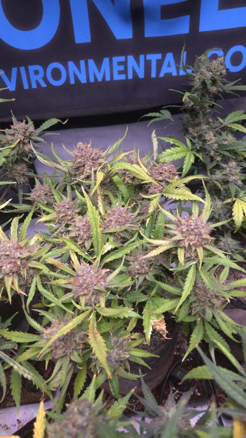 MOON ROCK  AUTO. Week 10