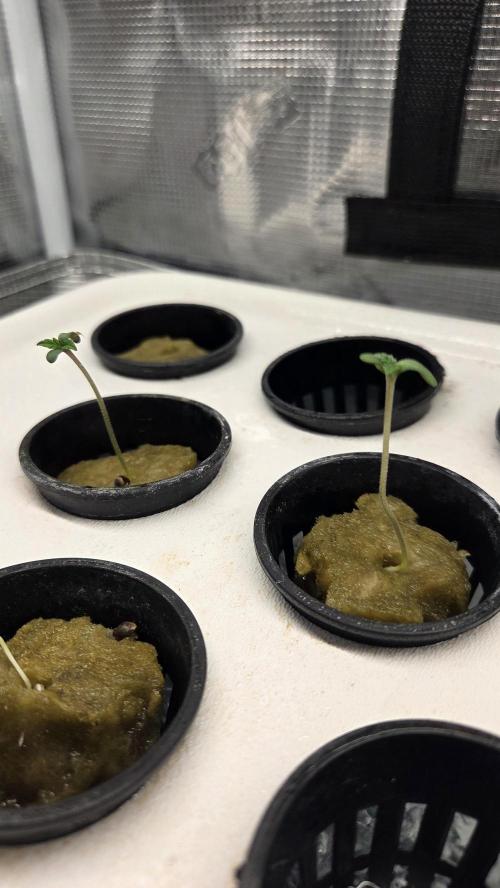 GOLOSA DELICIOUS SEED. Week 0