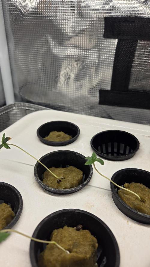 GOLOSA DELICIOUS SEED. Week 0