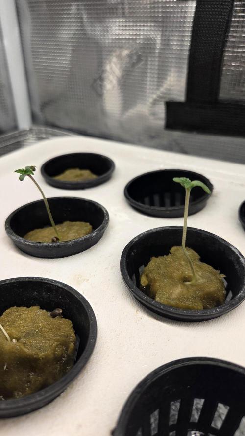 GOLOSA DELICIOUS SEED. Week 0