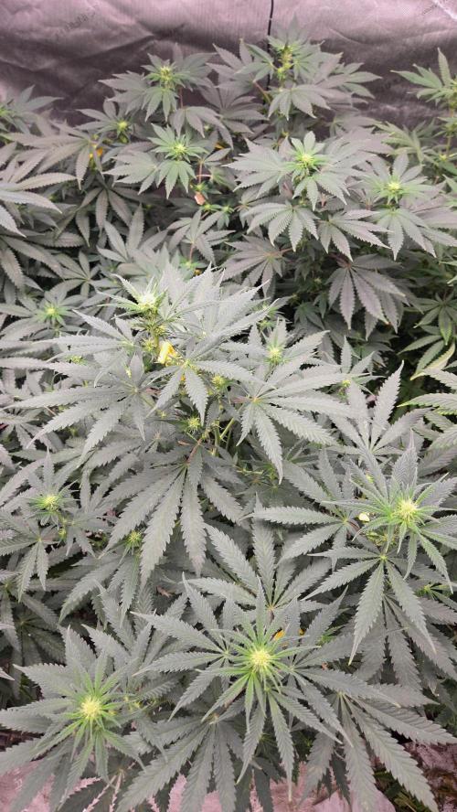 ORANGE 🍊 SHERBERT / FASTBUDS 420. Week 9