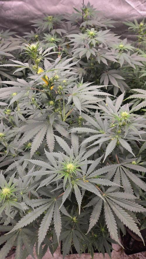 ORANGE 🍊 SHERBERT / FASTBUDS 420. Week 9