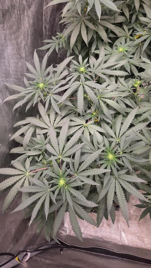GG4 SHERBERT FF / FASTBUDS 420. Week 9