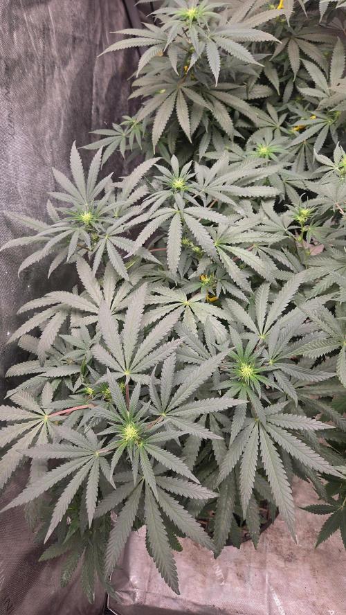 GG4 SHERBERT FF / FASTBUDS 420. Week 9