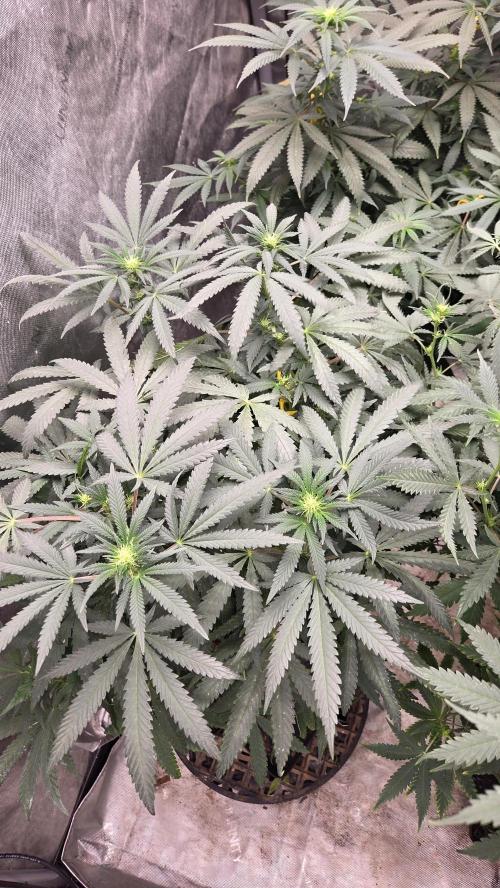 GG4 SHERBERT FF / FASTBUDS 420. Week 9