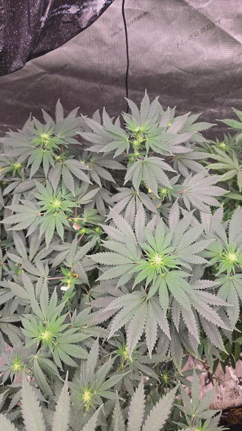 CANDY 🍫 / DIVINE SEEDS. Week 9