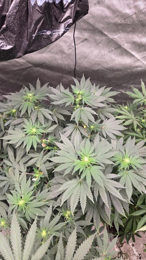 CANDY 🍫 / DIVINE SEEDS. Week 9