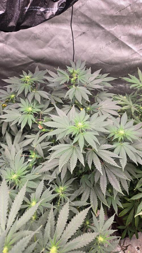 CANDY 🍫 / DIVINE SEEDS. Week 9